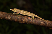 Nose-horned Chameleon (Calumma nasutum) male, Andasibe, Périnet, Région Alaotra-Mangoro, Madagascar