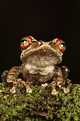 Malagasy tree frog (Boophis rufioculis), Andasibe, Périnet, Région Alaotra-Mangoro, Madagascar
