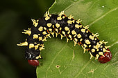 Madagascar emperor moth (Bunaea aslauga) caterpillar, Andasibe, Périnet, Région Alaotra-Mangoro, Madagascar