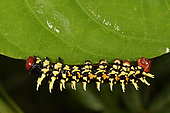 Madagascar emperor moth (Bunaea aslauga) caterpillar, Andasibe, Périnet, Région Alaotra-Mangoro, Madagascar