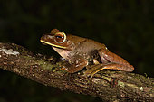 Dagger treefrog (Boophis albilabris) on a branch, Andasibe, Périnet, Région Alaotra-Mangoro, Madagascar