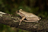 Dumeril's Bright-eyed Frog (Boophis tephraeomystax) on a branch, Andasibe, Périnet, Région Alaotra-Mangoro, Madagascar