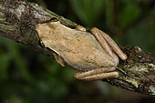 Dumeril's Bright-eyed Frog (Boophis tephraeomystax) on a branch, Andasibe, Périnet, Région Alaotra-Mangoro, Madagascar