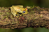 Red-spotted Treefrog (Boophis tasymena) on a branch, Andasibe, Périnet, Région Alaotra-Mangoro, Madagascar