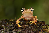 Fiery Bright-eyed Frog (Boophis pyrrhus) in tropical forest, Pangalanes Canal, Ampitabe Lake, Atsinanana Region, Madagascar