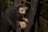 Aye-aye (Daubentonia madagascariensis) in the forest at night, eating a coconut, Pangalanes Canal, Ampitabe Lake, Atsinanana Region, Madagascar