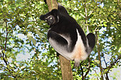 Indri (Indri indri) in the forest, Pangalanes Canal, Ampitabe Lake, Atsinanana Region, Madagascar