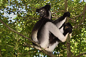 Indri (Indri indri) in the forest, Pangalanes Canal, Ampitabe Lake, Atsinanana Region, Madagascar