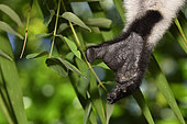 Ruffed lemur (Varecia variegata) in the forest, hand close-up, Pangalanes Canal, Ampitabe Lake, Atsinanana Region, Madagascar