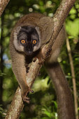 Brown lemur (Eulemur fulvus) in the forest, Pangalanes Canal, Ampitabe Lake, Atsinanana Region, Madagascar