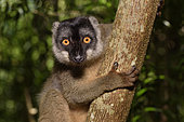 Brown lemur (Eulemur fulvus) in the forest, Pangalanes Canal, Ampitabe Lake, Atsinanana Region, Madagascar