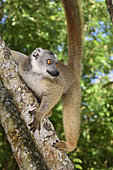 Brown lemur (Eulemur fulvus) in the forest, Pangalanes Canal, Ampitabe Lake, Atsinanana Region, Madagascar