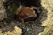 Mahanoro Digging Frog (Plethodontohyla notosticta) in its tree hole with his tadpoles in Tropical Rainforest, Pangalanes Canal, Ampitabe Lake, Atsinanana Region, Madagascar