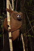 Red-bellied lemur (Eulemur rubriventer) male in the forest, Pangalanes Canal, Ampitabe Lake, Atsinanana Region, Madagascar