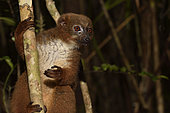 Red-bellied lemur (Eulemur rubriventer) female in the forest, Pangalanes Canal, Ampitabe Lake, Atsinanana Region, Madagascar