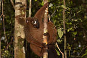 Red-bellied lemur (Eulemur rubriventer) male in the forest, Pangalanes Canal, Ampitabe Lake, Atsinanana Region, Madagascar