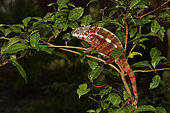 Panther Chameleon (Furcifer pardalis) male in a tree, Pangalanes Canal, Ampitabe Lake, Atsinanana Region, Madagascar