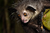 Aye-aye (Daubentonia madagascariensis) in the forest at night, under the tropical rain, eating a coconut, Pangalanes Canal, Ampitabe Lake, Atsinanana Region, Madagascar