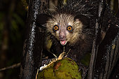 Aye-aye (Daubentonia madagascariensis) in the forest at night, under the tropical rain, eating a coconut, Pangalanes Canal, Ampitabe Lake, Atsinanana Region, Madagascar