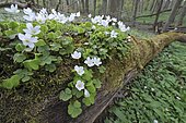 Wood Sorrel (Oxalis acetosella), growing on dead wood, UNESCO World Natural Heritage Site, Nationalpark Hainich, Thuringia, Germany, Europe