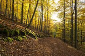 Forest path in autumn, Kellerwald-Edersee National Park, Hesse, Germany, Europe