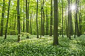 Common Beech forest (Fagus sylvatica) with flowering Ramsom (Allium ursinum), Hainich National Park, Thuringia, Germany, Europe