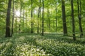 Common Beech forest (Fagus sylvatica) with flowering Ramsom (Allium ursinum), Hainich National Park, Thuringia, Germany, Europe