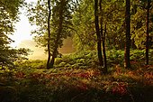 Forest clearing in the early morning light, Montagnac-la-Crempse, Bergerac, Département Dordogne, Aquitaine, France, Europe