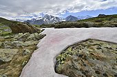 Snow Alga or Snow Algae (Chlamydomonas nivalis), Kaunergrat Range at the back, Seeles See lake, Kaunertal Valley, Tyrol, Austria, Europe