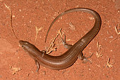 Ruddy Ctenotus (Ctenotus rubicundus), Barradale Rest Area, WA, Australia