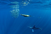 California Sea Lion (Zalophus californianus) and Striped marlin (Tetrapturus audax) feeding on sardine's bait ball (Sardinops sagax), Magdalena Bay, West Coast of Baja California, Pacific Ocean, Mexico