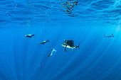 California Sea Lion (Zalophus californianus) Striped marlin (Tetrapturus audax) and Indo-Pacific sailfish (Istiophorus platypterus) feeding on sardine's bait ball (Sardinops sagax), Magdalena Bay, West Coast of Baja California, Pacific Ocean, Mexico