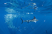 Striped marlin (Tetrapturus audax) feeding on sardine's bait ball (Sardinops sagax), Magdalena Bay, West Coast of Baja California, Pacific Ocean, Mexico