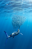 Marlin rayé (Tetrapturus audax) se nourrissant dans un banc de Sardines du Pacifique (Sardinops sagax), Baie de Magdalena, côte ouest de la Basse-Californie, Océan Pacifique, Mexique