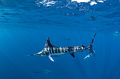 Striped marlin (Tetrapturus audax) feeding on sardine's bait ball (Sardinops sagax), Magdalena Bay, West Coast of Baja California, Pacific Ocean, Mexico