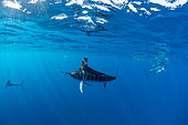 Striped marlin (Tetrapturus audax) feeding on sardine's bait ball (Sardinops sagax), Magdalena Bay, West Coast of Baja California, Pacific Ocean, Mexico