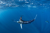 Striped marlin (Tetrapturus audax) feeding on sardine's bait ball (Sardinops sagax), Magdalena Bay, West Coast of Baja California, Pacific Ocean, Mexico
