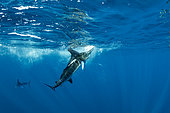 Free diver photographing Striped marlin (Tetrapturus audax) that he has just taken a sardine from a bait ball (Sardinops sagax), Magdalena Bay, West Coast of Baja California, Pacific Ocean, Mexico