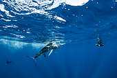 Free diver photographing Striped marlin (Tetrapturus audax) that he has just taken a sardine from a bait ball (Sardinops sagax), Magdalena Bay, West Coast of Baja California, Pacific Ocean, Mexico