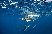 Striped marlin (Tetrapturus audax) feeding on sardine's bait ball (Sardinops sagax), Magdalena Bay, West Coast of Baja California, Pacific Ocean, Mexico