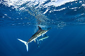 Striped marlin (Tetrapturus audax) feeding on sardine's bait ball (Sardinops sagax), Magdalena Bay, West Coast of Baja California, Pacific Ocean, Mexico