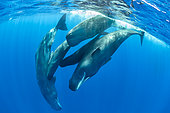 Pod of sperm whale socializing, (Physeter macrocephalus), Vulnerable (IUCN), The sperm whale is the largest of the toothed whales. Sperm whales are known to dive as deep as 1,000 meters in search of squid to eat. Image has been shot in Dominica, Caribbean Sea, Atlantic Ocean. Photo taken under permit n°RP 16-02/32 FIS-5.
