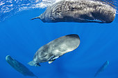 Sperm whale mother and calf, (Physeter macrocephalus), Vulnerable (IUCN), The sperm whale is the largest of the toothed whales. Sperm whales are known to dive as deep as 1,000 meters in search of squid to eat. Image has been shot in Dominica, Caribbean Sea, Atlantic Ocean. Photo taken under permit n°RP 16-02/32 FIS-5.