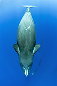 Sleeping sperm whale, (Physeter macrocephalus), Vulnerable (IUCN), The sperm whale is the largest of the toothed whales. Sperm whales are known to dive as deep as 1,000 meters in search of squid to eat. Image has been shot in Dominica, Caribbean Sea, Atlantic Ocean. Photo taken under permit n°RP 16-02/32 FIS-5.