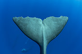 Tail of sperm whale, (Physeter macrocephalus). Vulnerable (IUCN). The sperm whale is the largest of the toothed whales. Sperm whales are known to dive as deep as 1,000 meters in search of squid to eat. Image has been shot in Dominica, Caribbean Sea, Atlantic Ocean. Photo taken under permit n°RP 16-02/32 FIS-5.