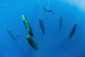 Free diver is swimming over a pod of Sleeping sperm whale (Physeter macrocephalus) Researchers first saw this unusual sleep behavior in sperm whales in 2008. The scientists in that study found that sperm whales dozed in this upright drifting posture for about 10 to 15 minutes at a time, Vulnerable (IUCN). The sperm whale is the largest of the toothed whales. Sperm whales are known to dive as deep as 1,000 meters in search of squid to eat. Dominica, Caribbean Sea, Atlantic Ocean. Photo taken under permit n°RP 16-02/32 FIS-5.