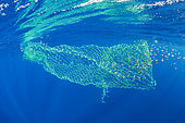 A floating, abandoned net in the ocean, Dominica, Caribbean Sea, Atlantic Ocean.