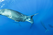 Sub-adult sperm whale try to move away a calf to to mate with a female, (Physeter macrocephalus), Vulnerable (IUCN), The sperm whale is the largest of the toothed whales. Sperm whales are known to dive as deep as 1,000 meters in search of squid to eat. Image has been shot in Dominica, Caribbean Sea, Atlantic Ocean. Photo taken under permit n°RP 16-02/32 FIS-5.