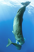 Sub-adult sperm whale try to move away a calf to to mate with a female, (Physeter macrocephalus), Vulnerable (IUCN), The sperm whale is the largest of the toothed whales. Sperm whales are known to dive as deep as 1,000 meters in search of squid to eat. Image has been shot in Dominica, Caribbean Sea, Atlantic Ocean. Photo taken under permit n°RP 16-02/32 FIS-5.