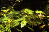 Thread algae growing on aquarium plant